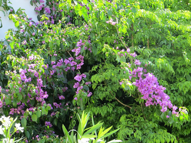 CPR.BEMBEZAR: LOS PATIOS DE CÉSPEDES