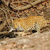 Indian Leopard