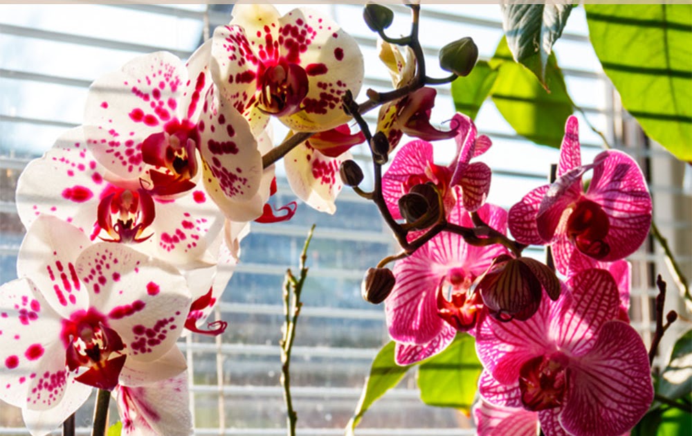 Growing Orchids at Home How to Grow and Care for Orchids