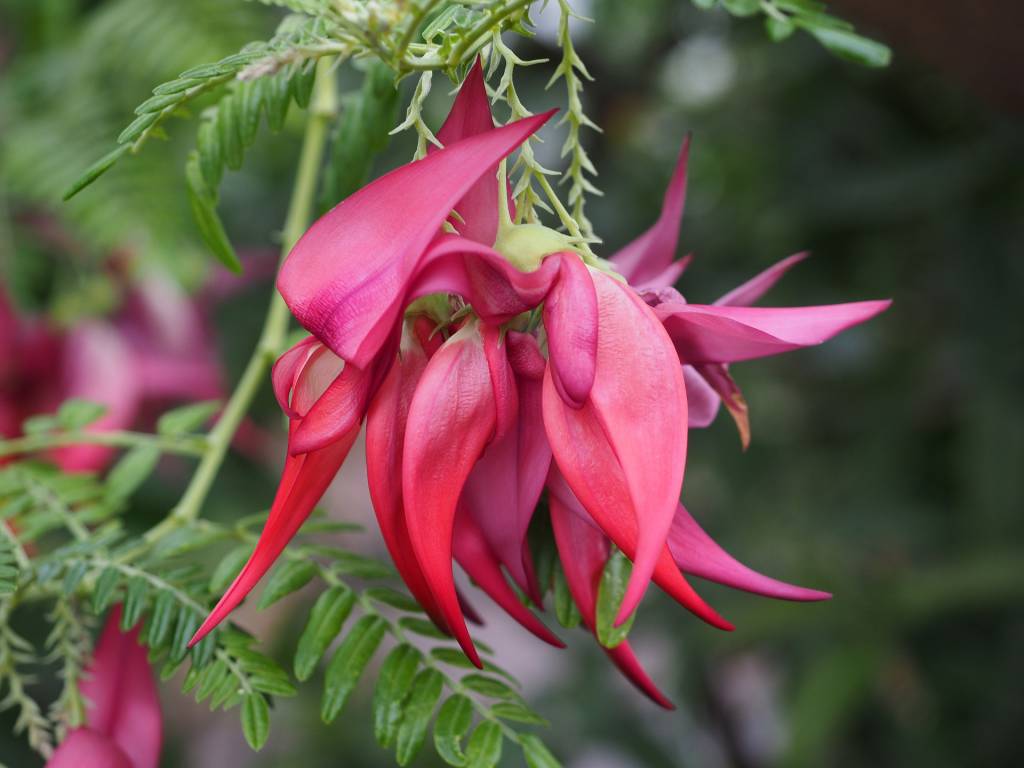 Chingum — Discover Curiosities 20 most unusual flowers in the world