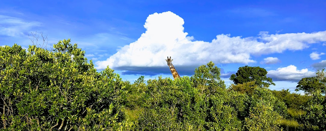 giraffe country Kenya 
