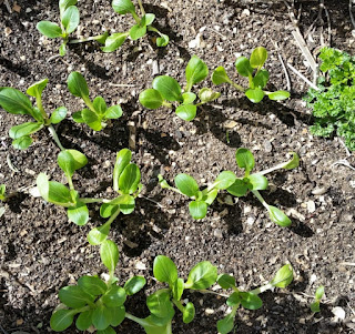 A top view of 3 short rows of pak choy seedlings with a small parsley bush at the right hand edge of the picture.