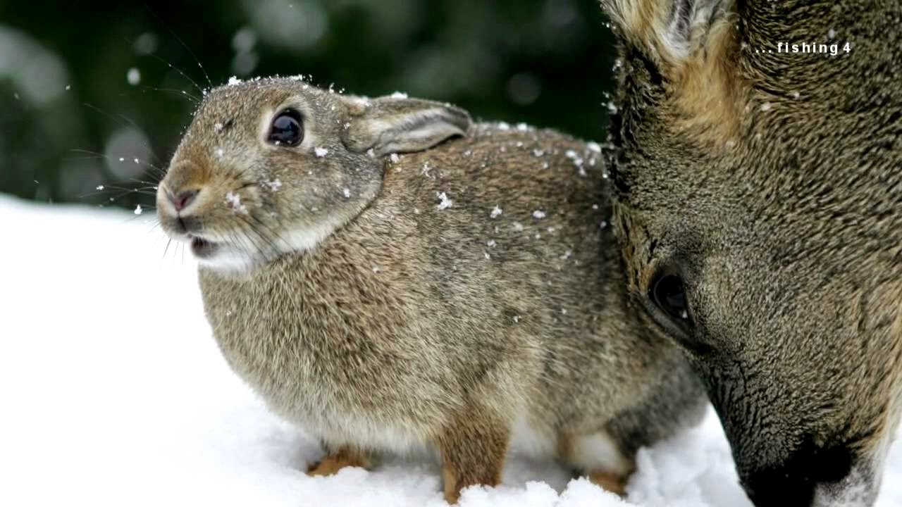 White Wolf : Deer and Rabbit Are Best Friends In The Wild. (PHOTOS)