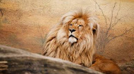 40 Fakta Unik Tentang Singa yang Belum Kamu Ketahui!!!