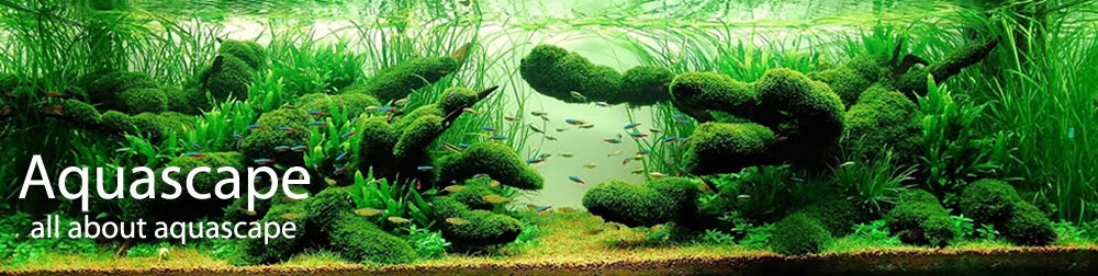 Aquascape