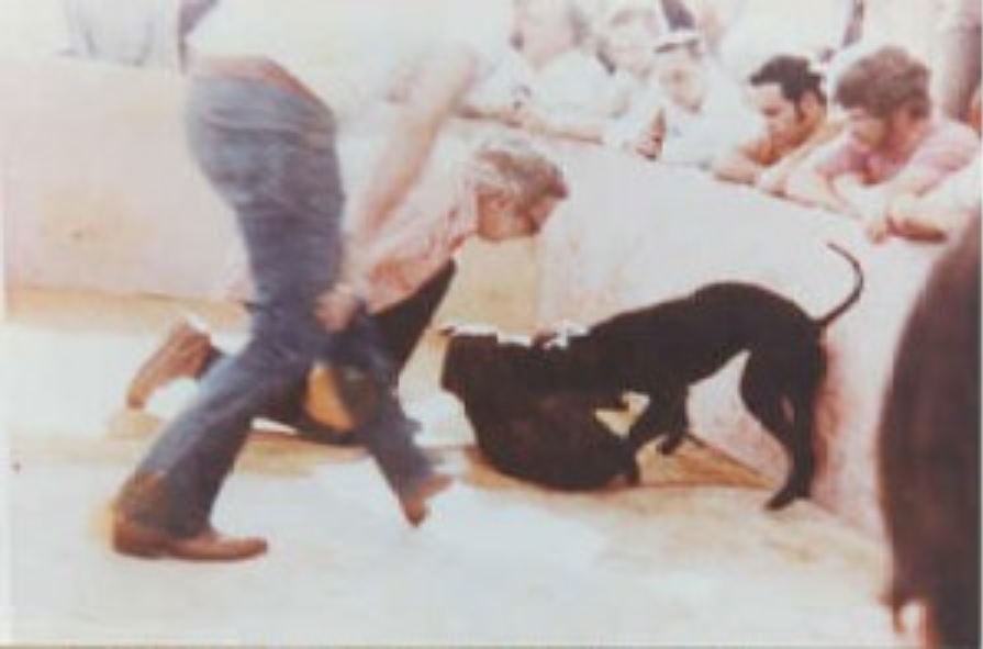 Chó PITBULL THUẦN CHỦNG Cajun Rules Luật thi đấu Dog Fighting