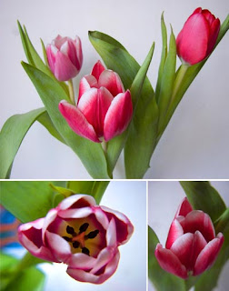 Фото клипарт фото цветы тюльпаны