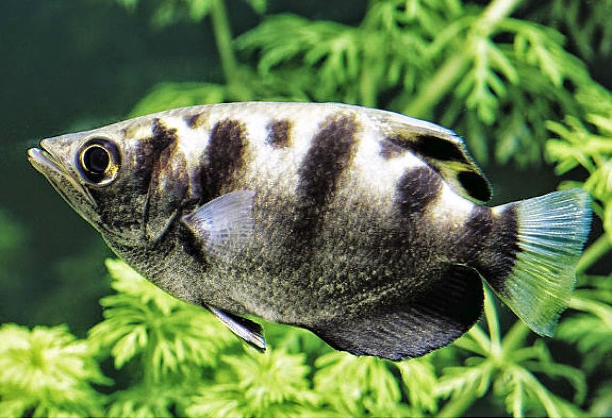 рыба брызгун. рыба брызгун. полосатый брызгун рыба. рыба брызгун. рыба брызгун.