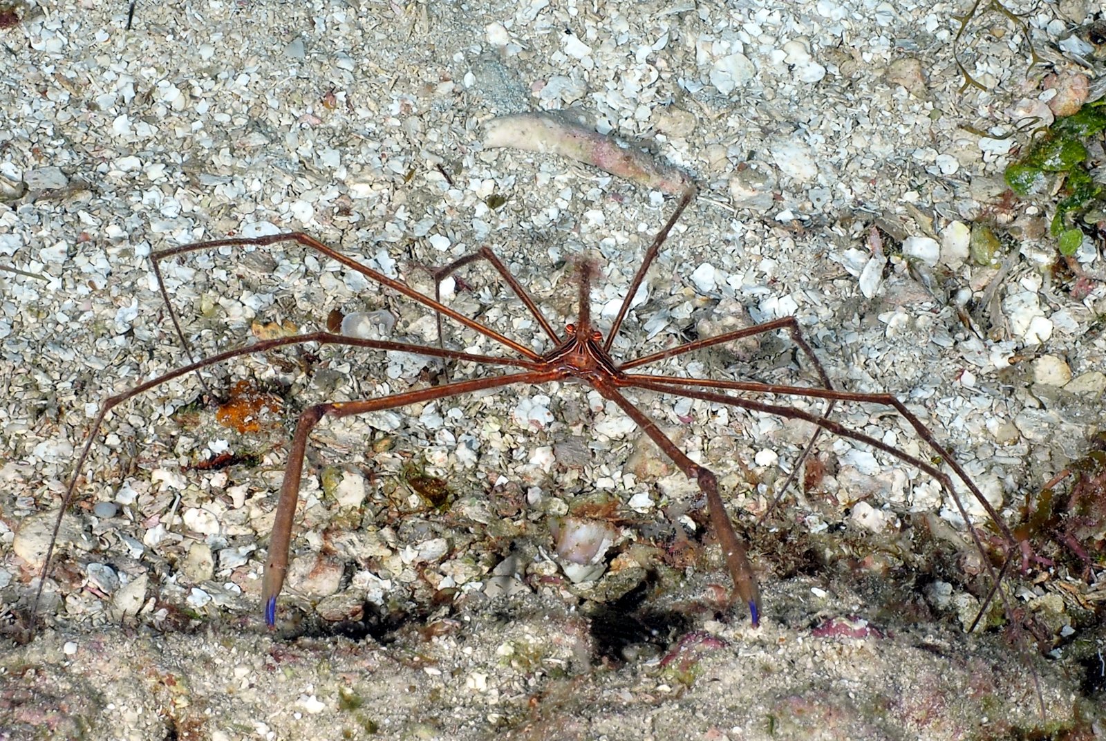 Photo Gilles Bourbonnais Best of Jamaica... Ya man... Respect