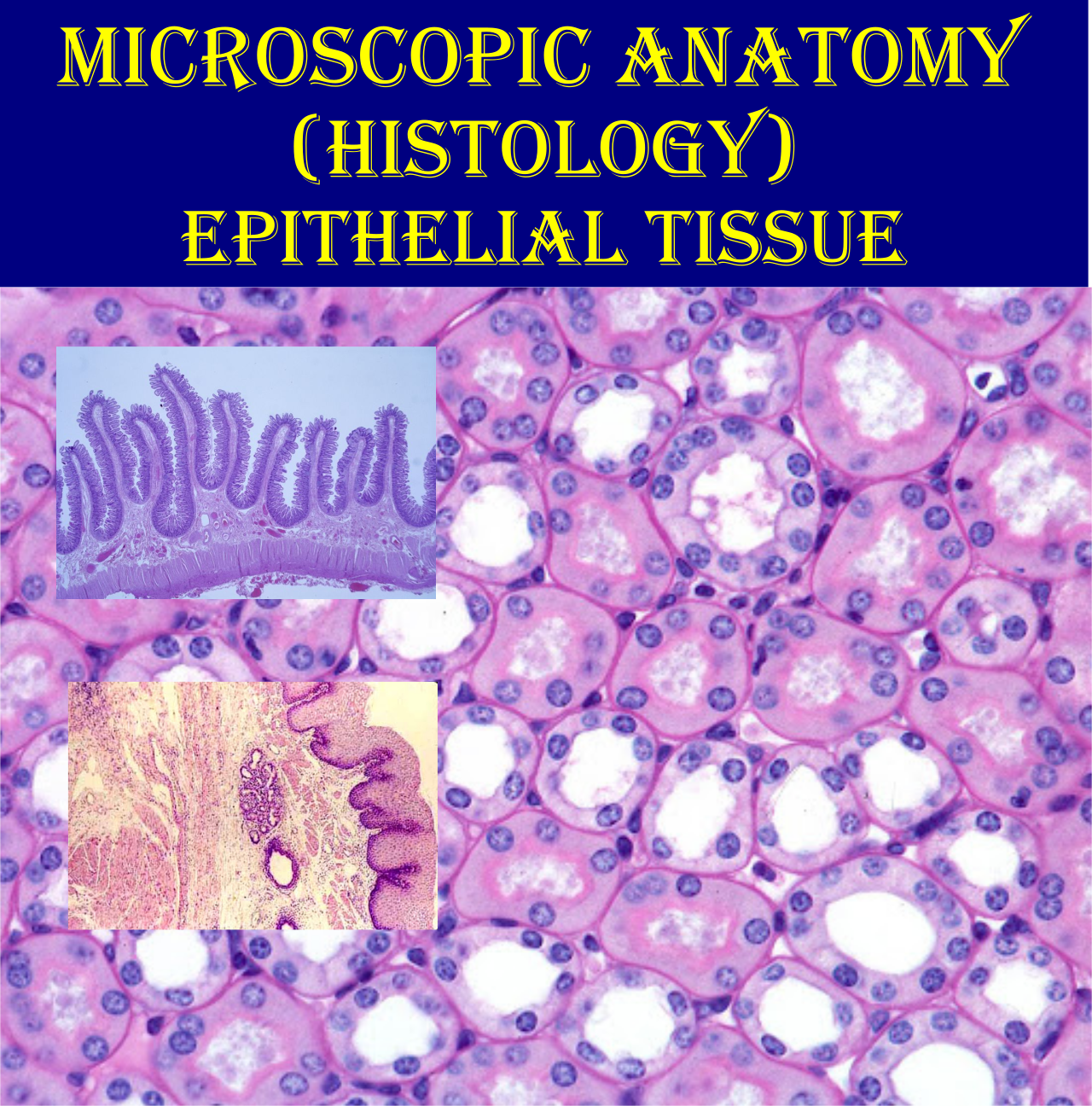 What is epithelial tissue?? | Full information | Histology