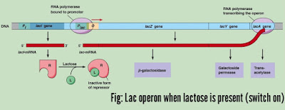 Operon model, lac operon and tryptophan operon