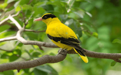 Daftar Harga Burung Kepodang Terbaru Ketika Ini