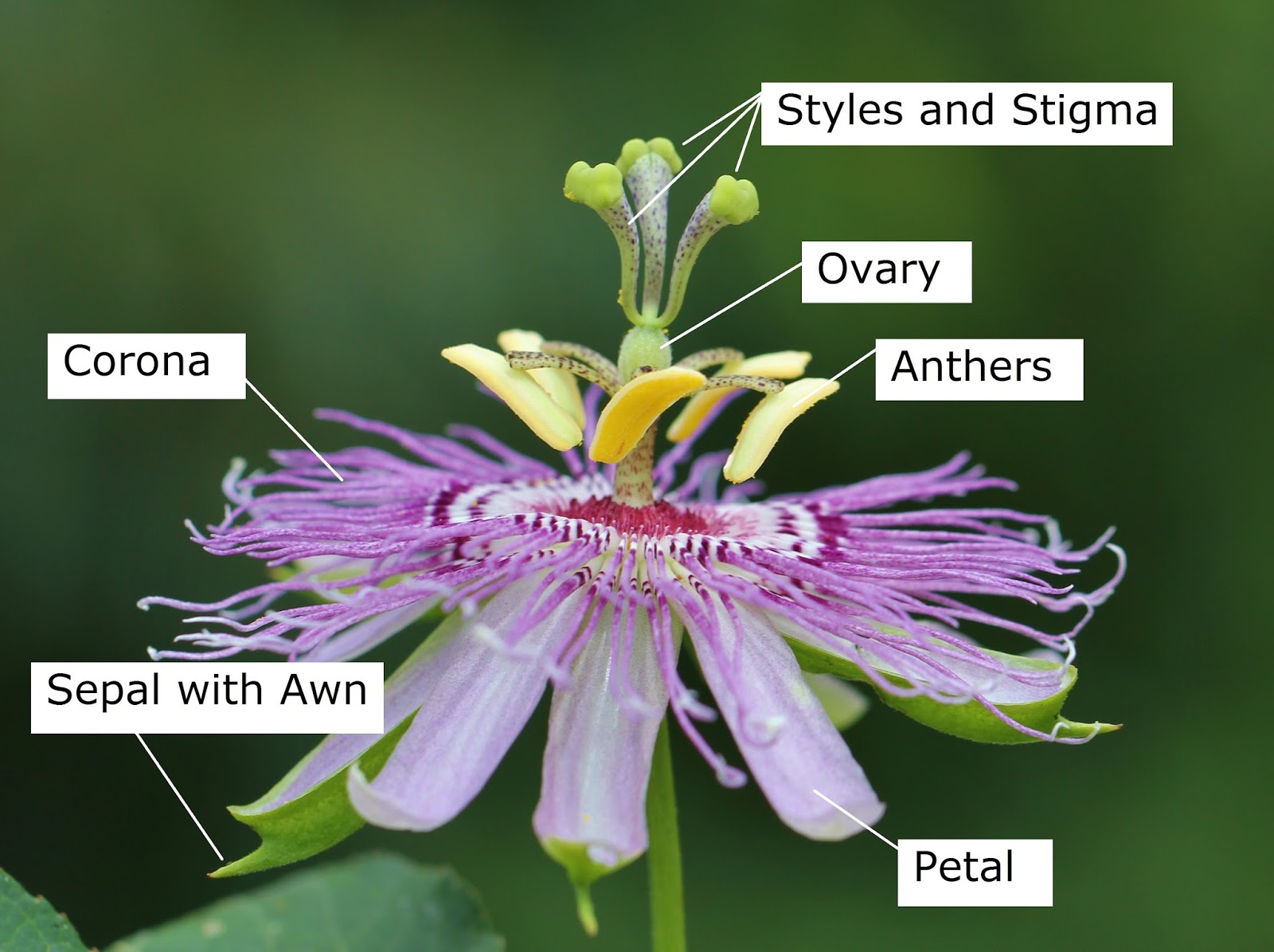 BOTANY NERD October 2017