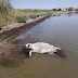 Νεκρή η μεγαλύτερη χελώνα που εθεάθη ποτέ στον Αμβρακικό