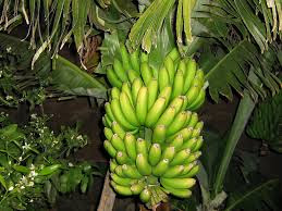 pisang nangka pisang nangka