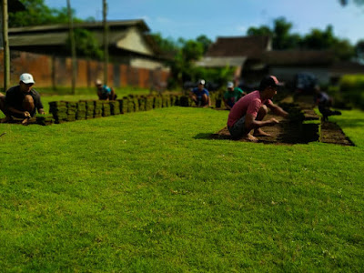 Tukang taman Surabaya Jual Rumput Jepang Terdekat