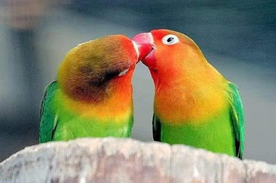 Lovebirds kissing