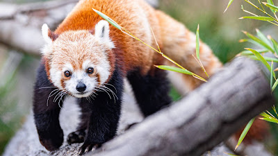Red Panda Wallpaper, Cute Animal Red Panda Wallpaper, Cute Animal