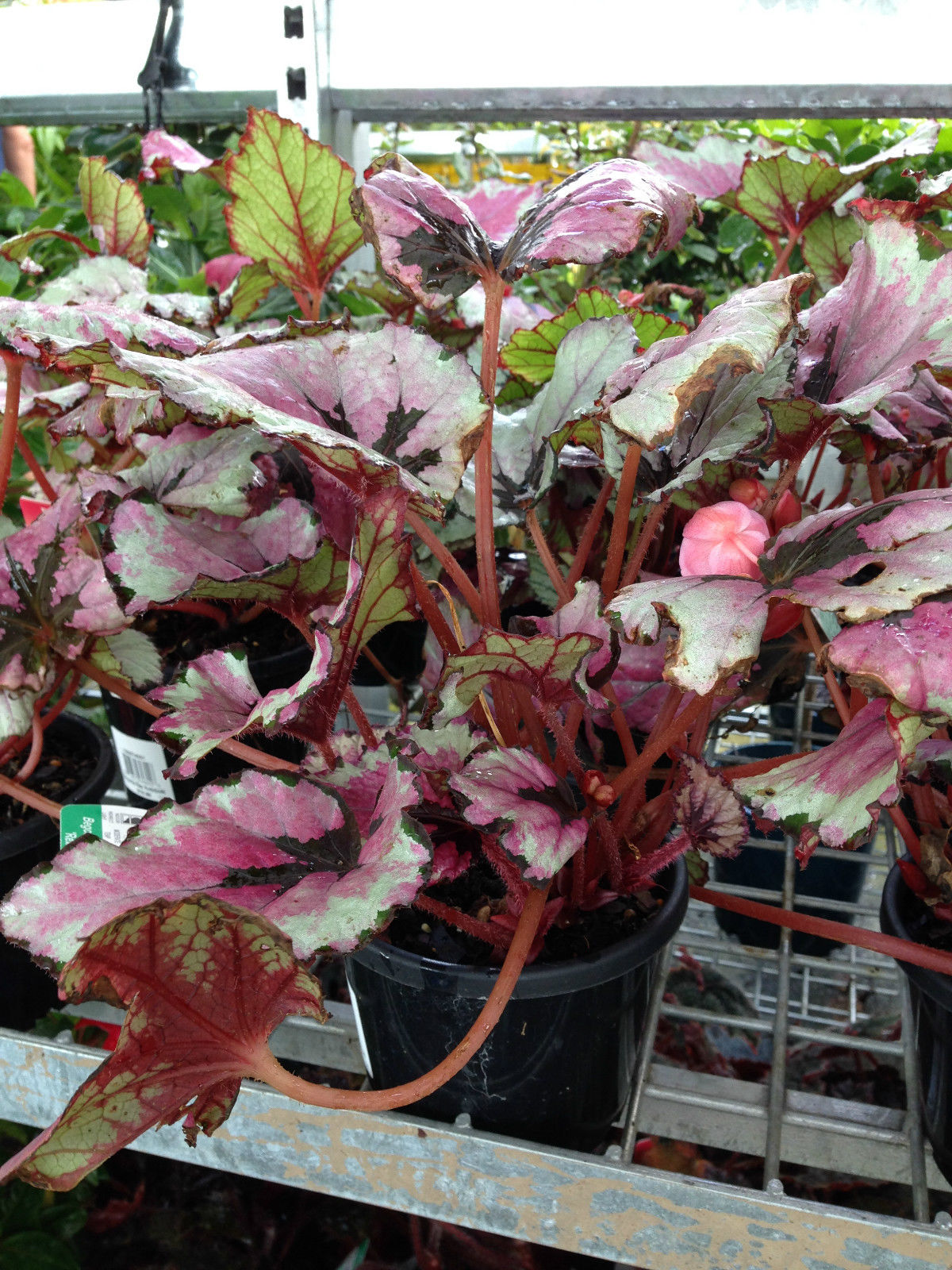 Всё о бегониях и не только... Begonia rex 'Kotobuki'