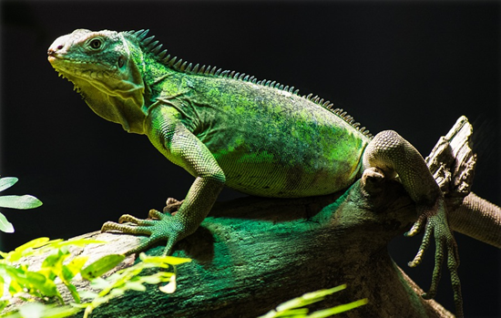 Jenis Jenis Ternak Kesayangan Prakarya Kelas Viii Kurikulum 2013