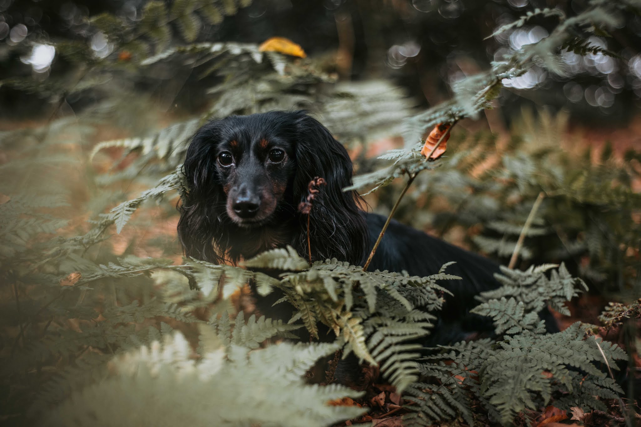 dachshund cocker spaniel in woods forest ferns liquid grain liquidgrain