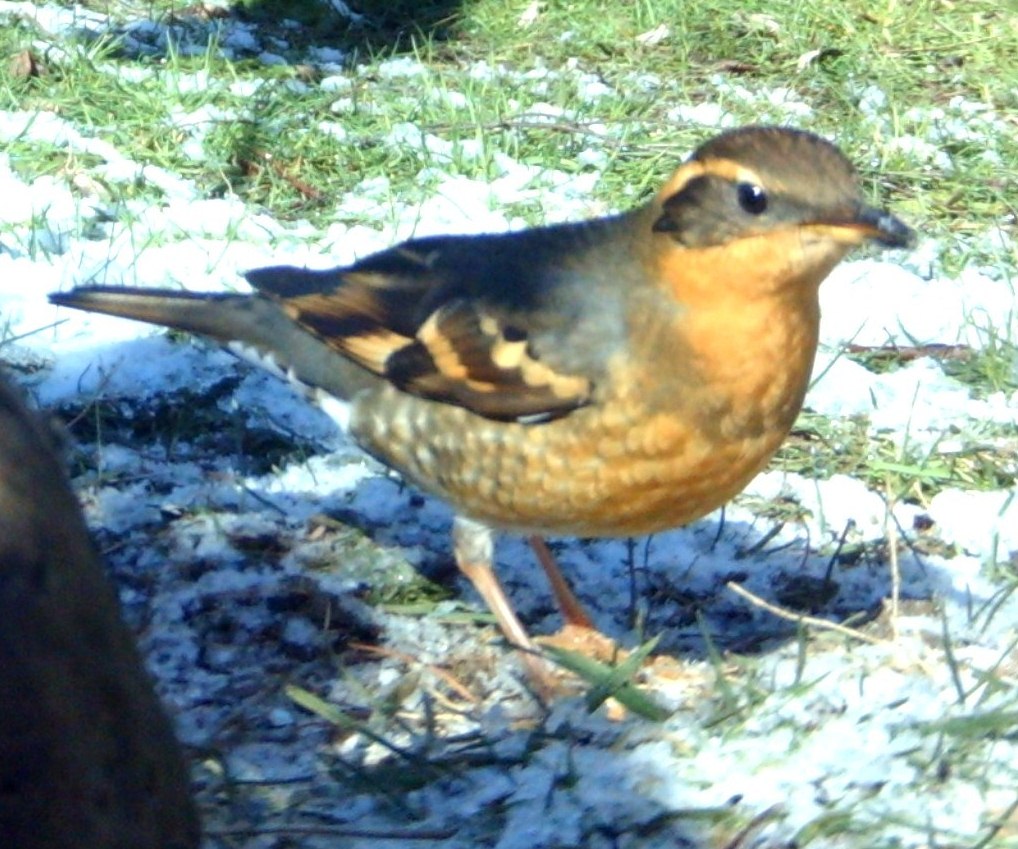 Shoreline Area News For the Birds Birds need tree canopy; and so do we