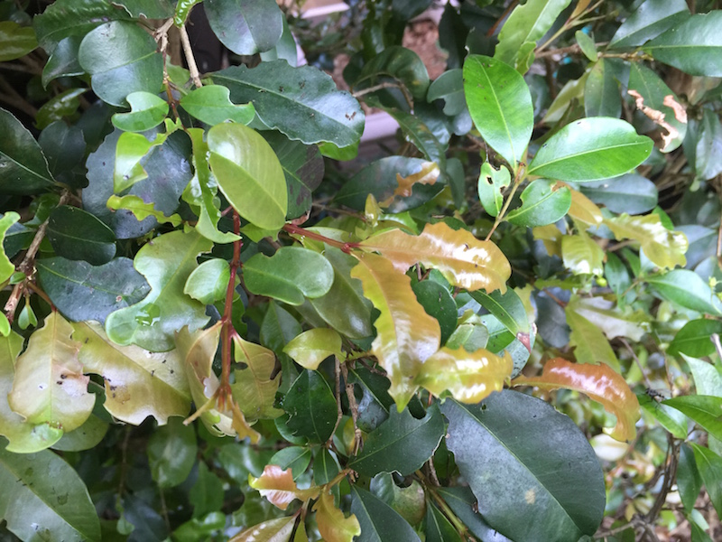 Coffs Harbour Garden Club Pest Alert For Lilly Pilly Hedges