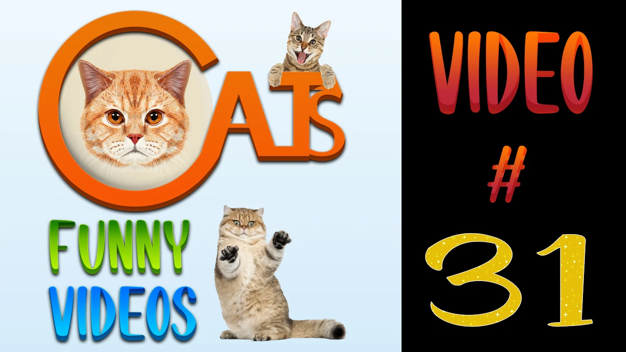 Cats Funny Videos Compilation 31 | Cute Cats |  #cats #catsvideos