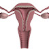 Endometrial stripe normal size, thickness 5mm, 9mm, 4mm
