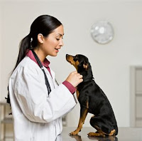 Como cuidar de seu cão: escolha do veterinário