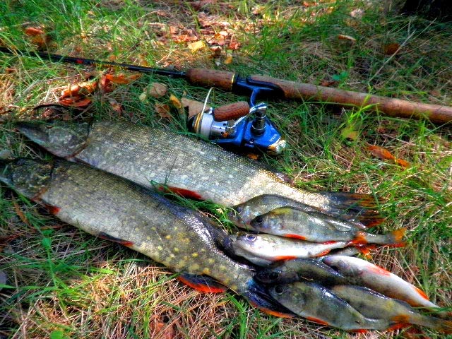 Водохранилище оскол харьковская область. Клев старый оскол. Журавлевка калининград кто ест. Клев старый оскол. Клев старый оскол.