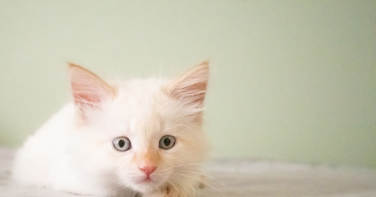 Ragdoll cat price in Bangladesh