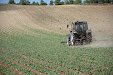 Harrowing sunflowers