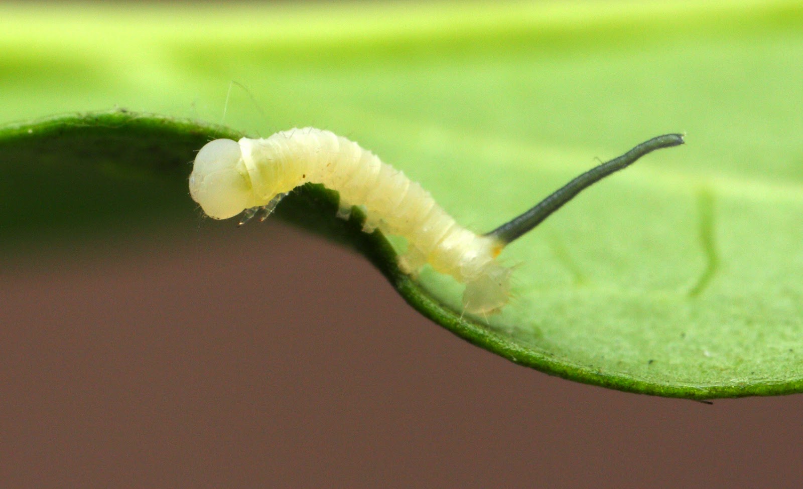 98 Best Gilyhuis Exterior Images Outdoor Gardens Garden