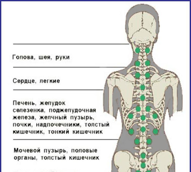 Какие позвонки за что отвечают у человека схема