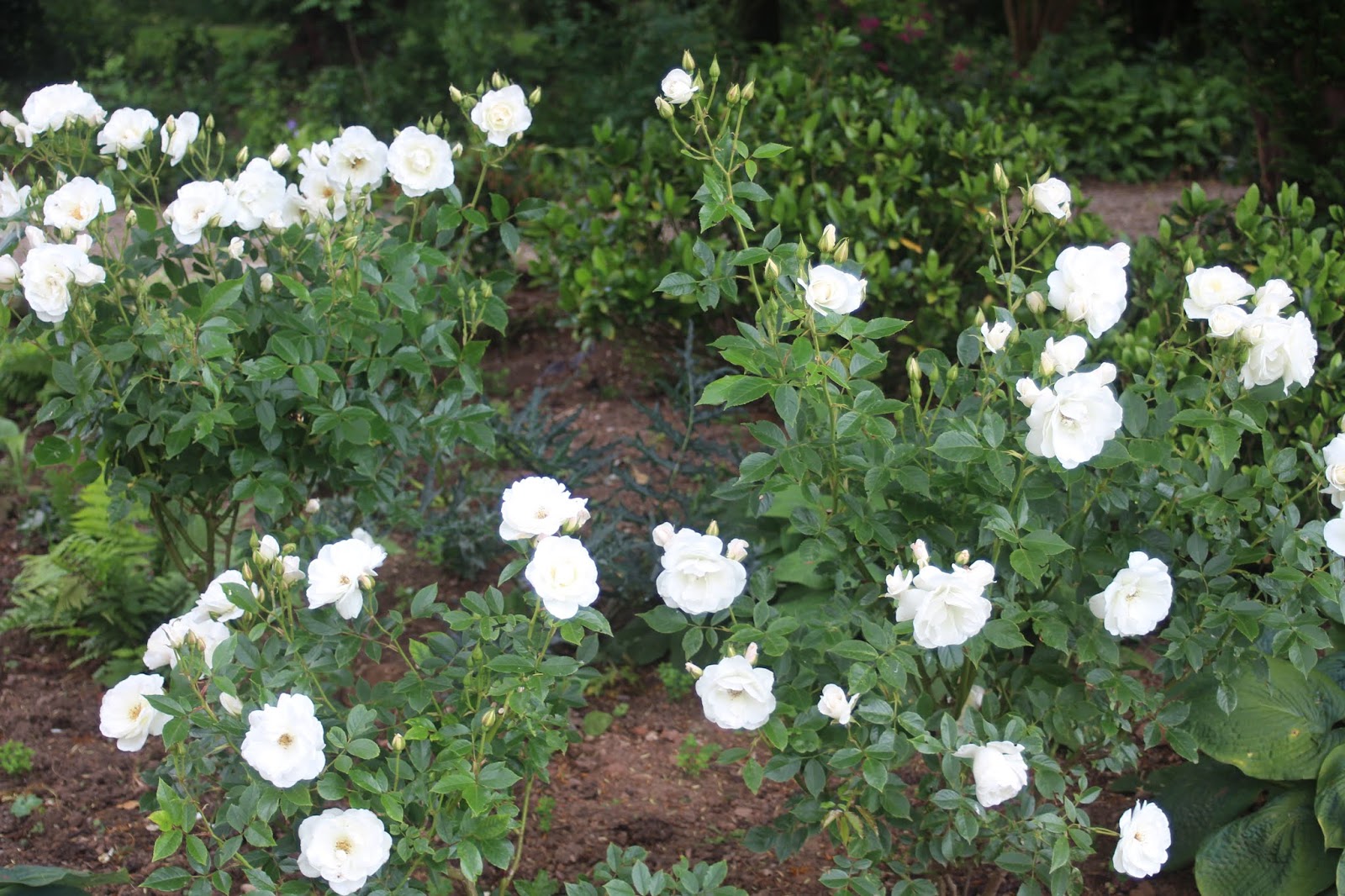 Bonica Rose Stock Photos Bonica Rose Stock Images Alamy