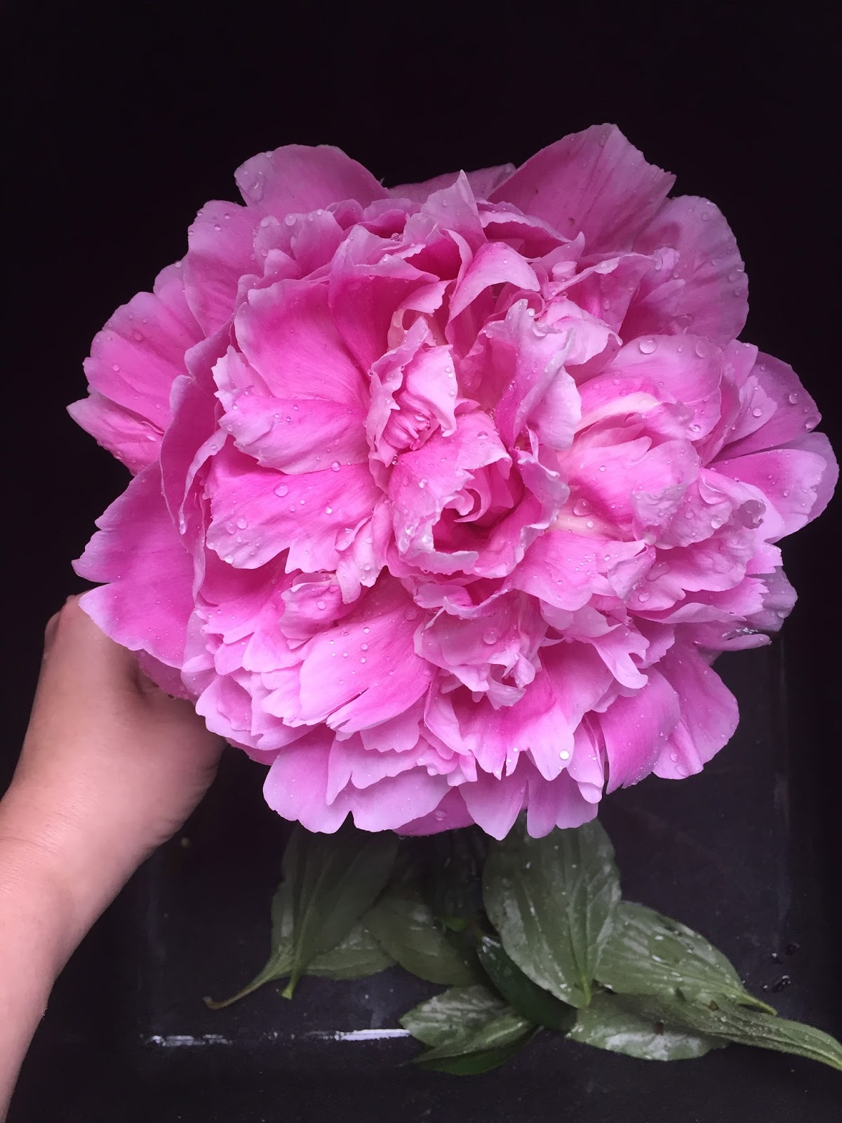 How to Grow the Beautiful Peony from Thrifty Decor Chick