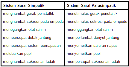 Perbedaan dan Persamaan Saraf Simpatik dan Parasimpatik