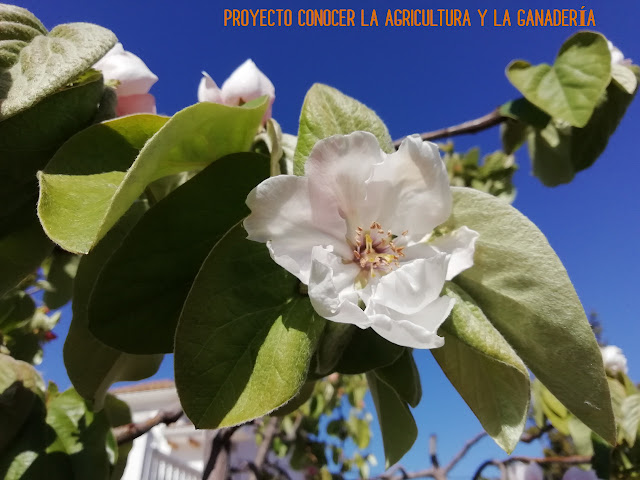 Chaenomeles japonica