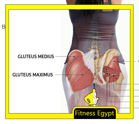 تمارين تنحيف المؤخرة