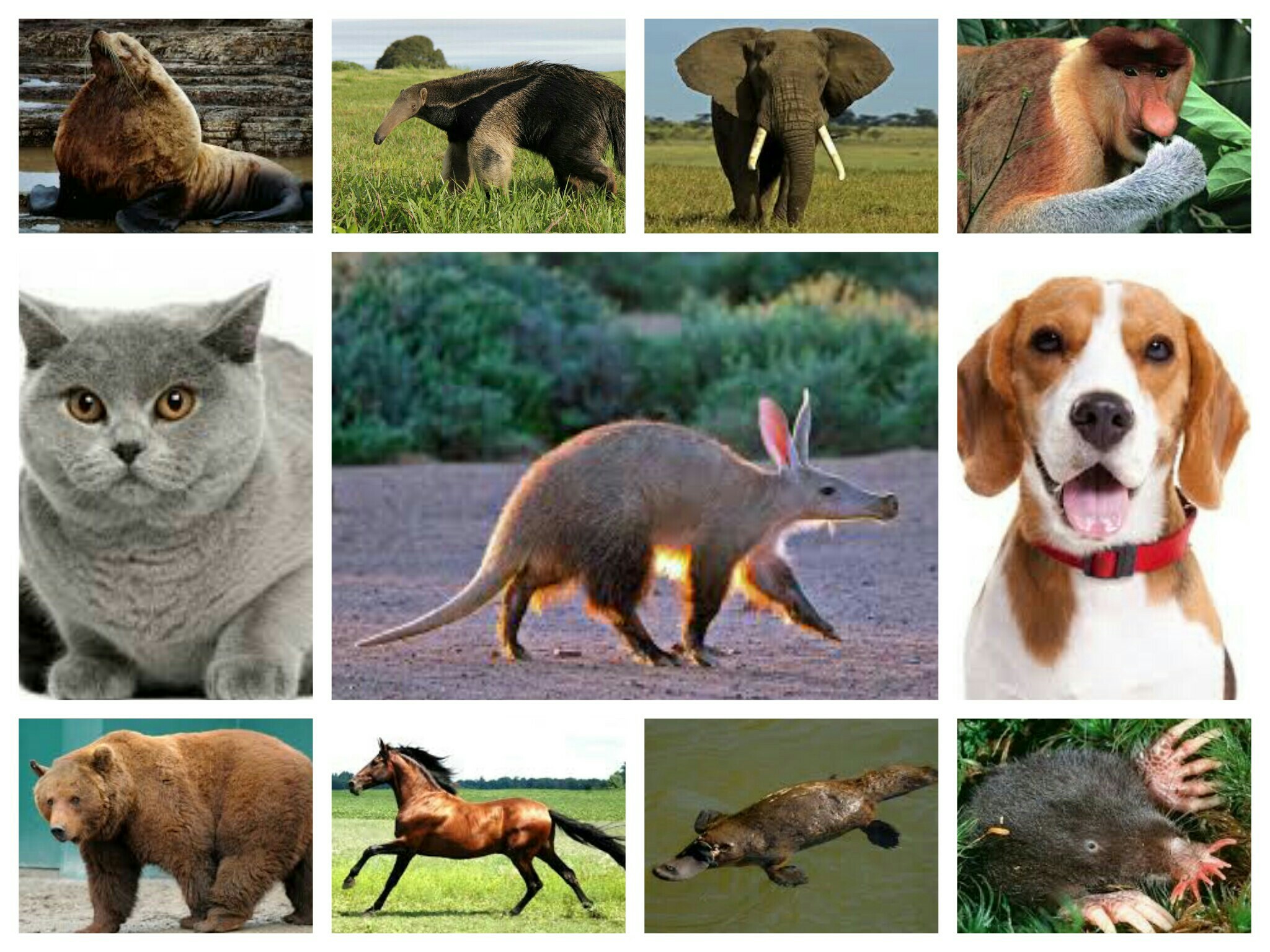 2nd grade. English. Animals JK