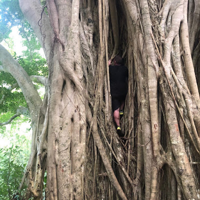 banyan tree, vacation, travel, explore, fun, nature