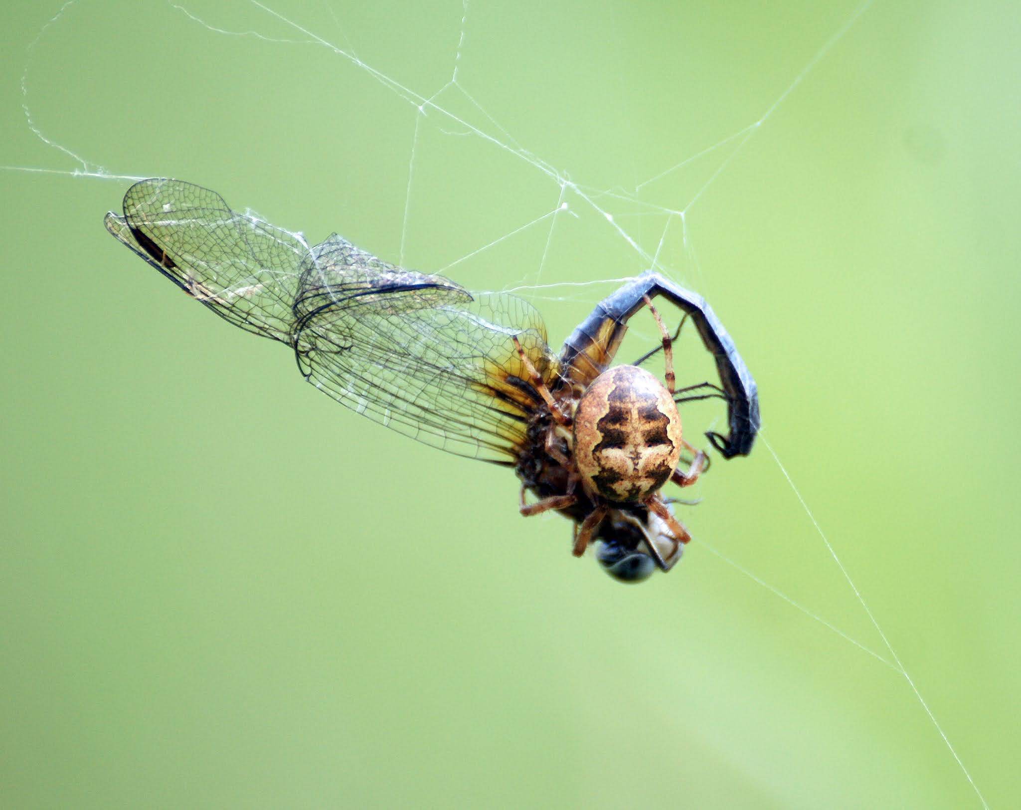Vinalhaven Sightings