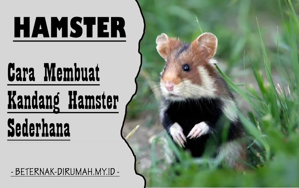 Cara Membuat Kandang Hamster Sederhana Beternakdirumah