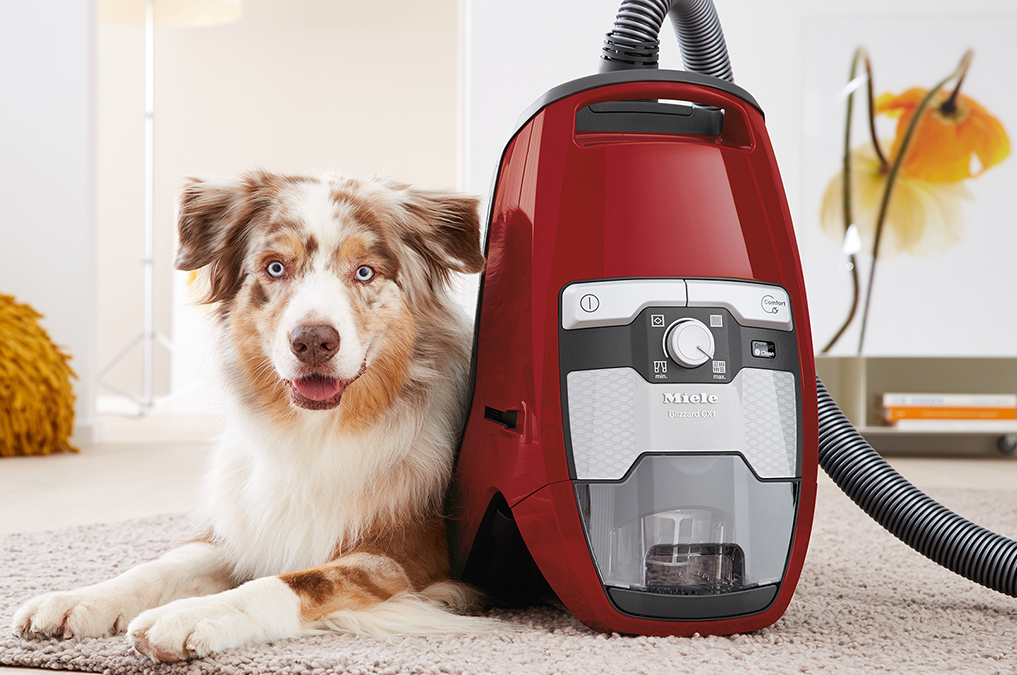 Miele Blizzard CX1 Cat & Dog Australian Dog Lover