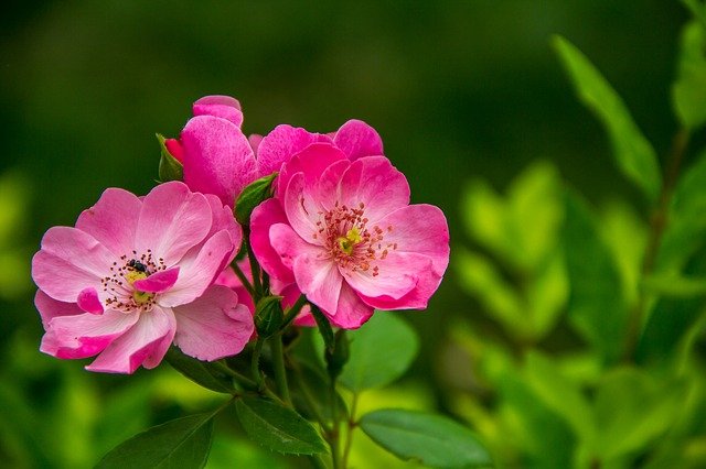পিকচার ফুলের