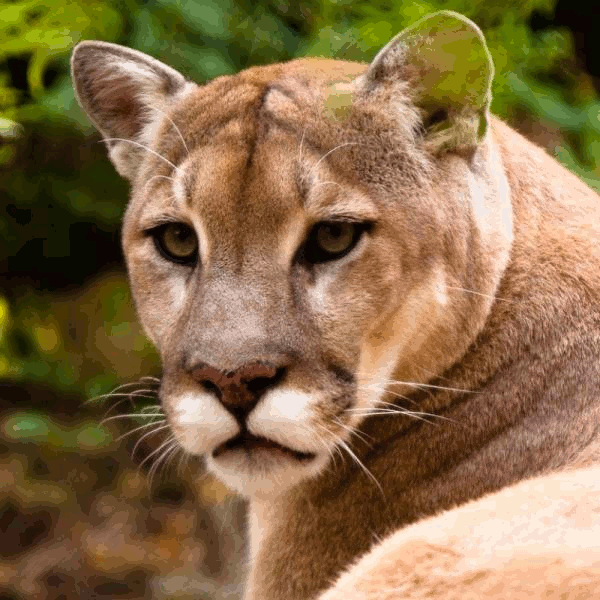 what color is a puma cat