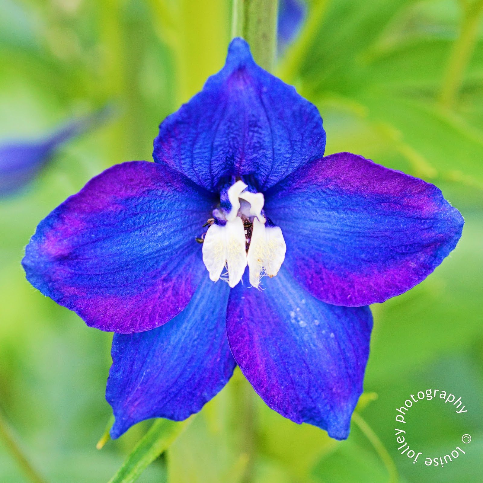 July Birth Month Flower Images Top Collection Of Different Types Of July Birth Month Flower Images Top Collection Of Different Types Of