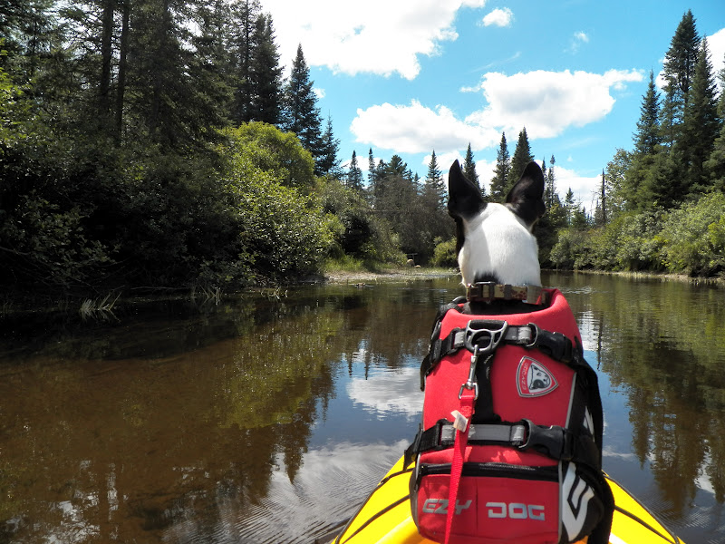 Quiet Kayaking in New York State North Branch of the Moose River, Part Two