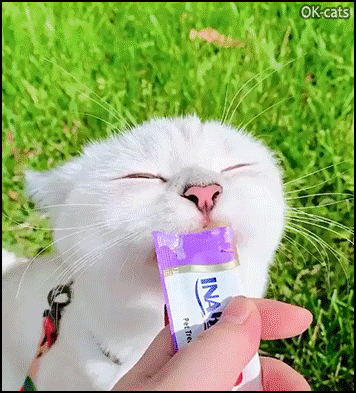 Funny Cat GIF • White cat enjoys tasty liquid snack in a fast and funny way Funny Cat GIF • White cat enjoys tasty liquid snack in a fast and funny way